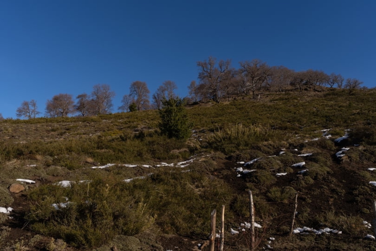 Ladera con árboles nativos