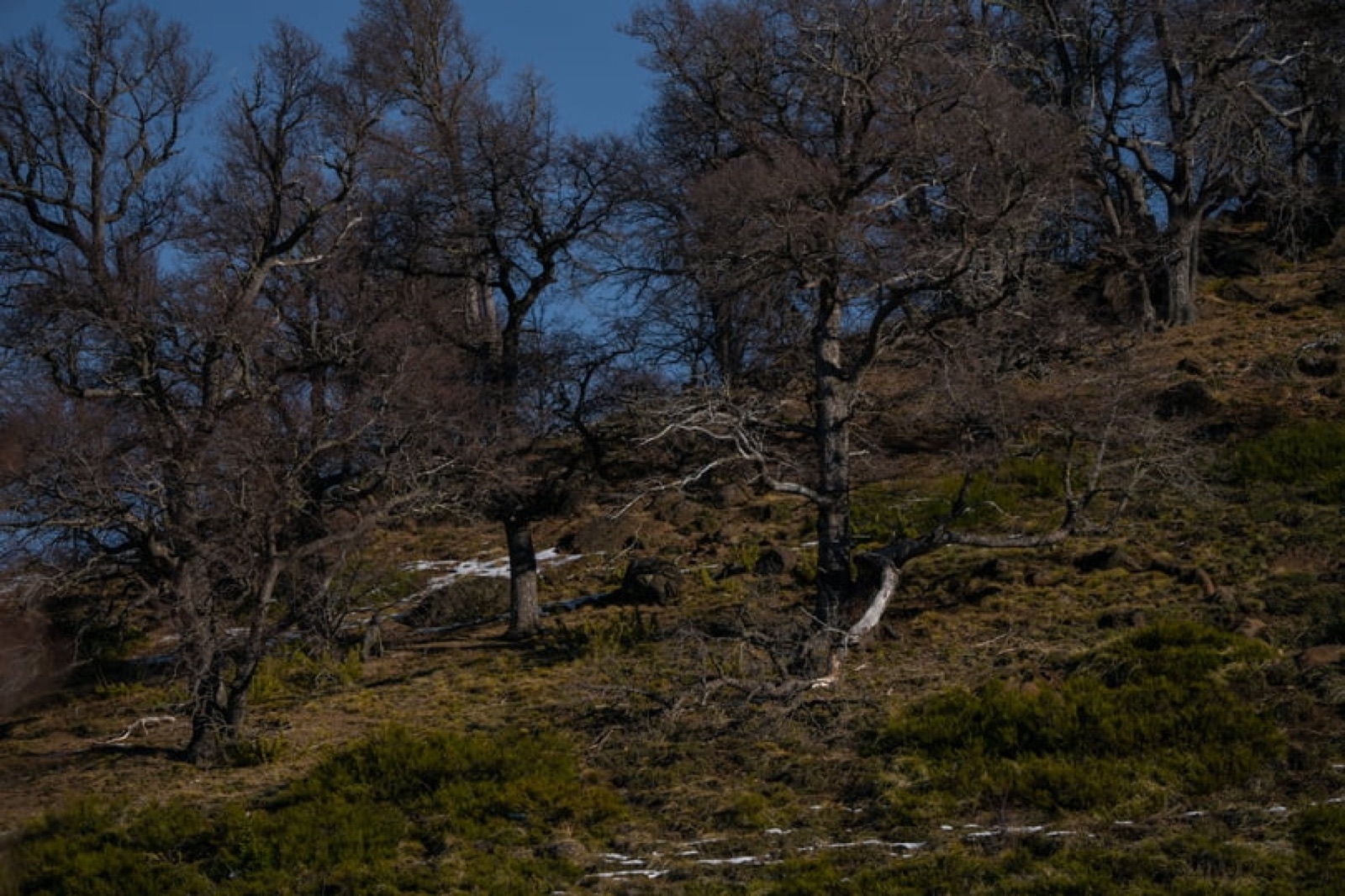 Pradera con vegetación nativa