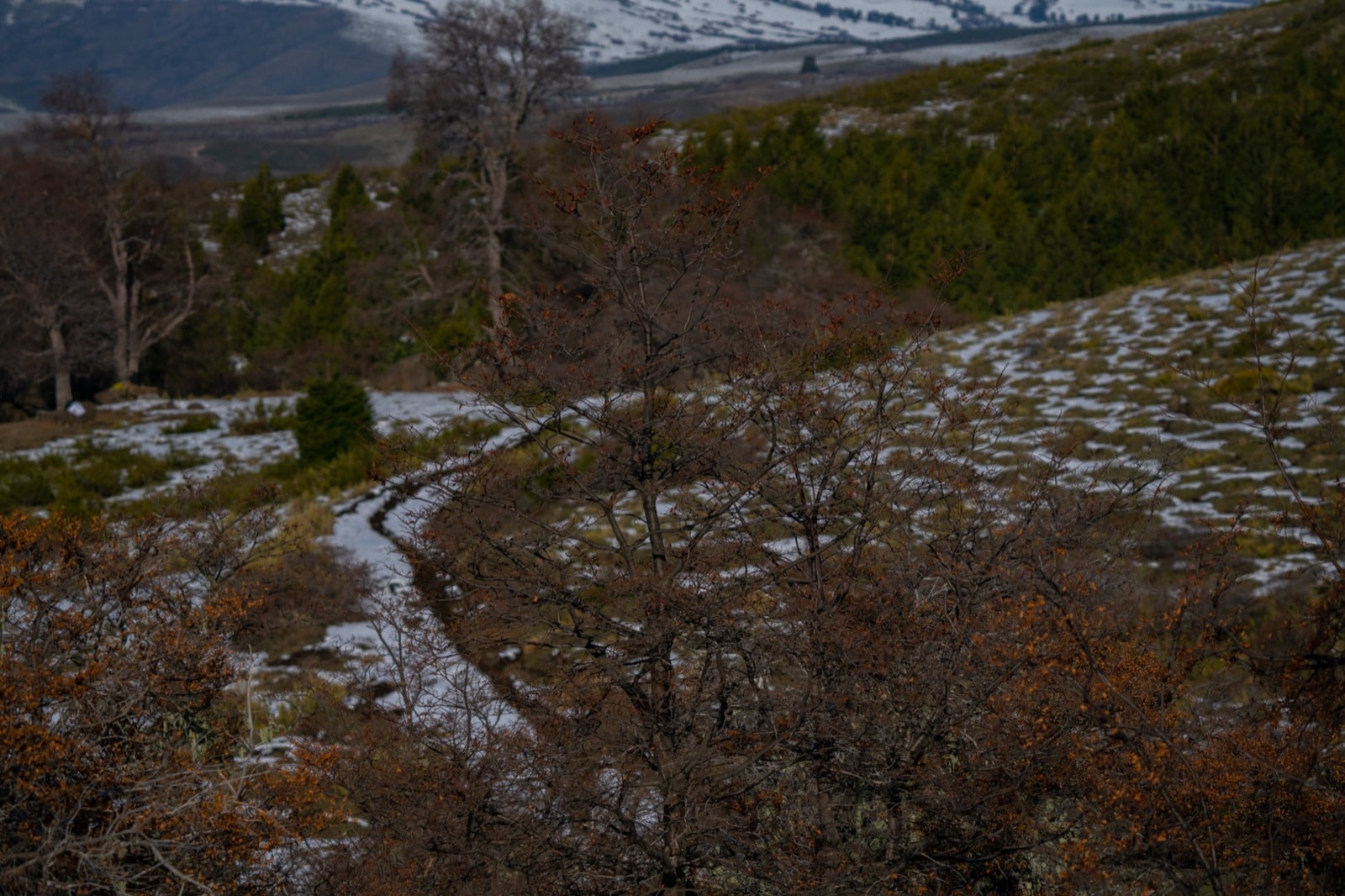 Bosque nativo y sendero