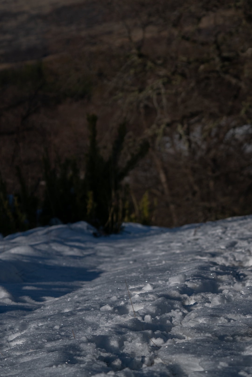 Sendero entre la nieve
