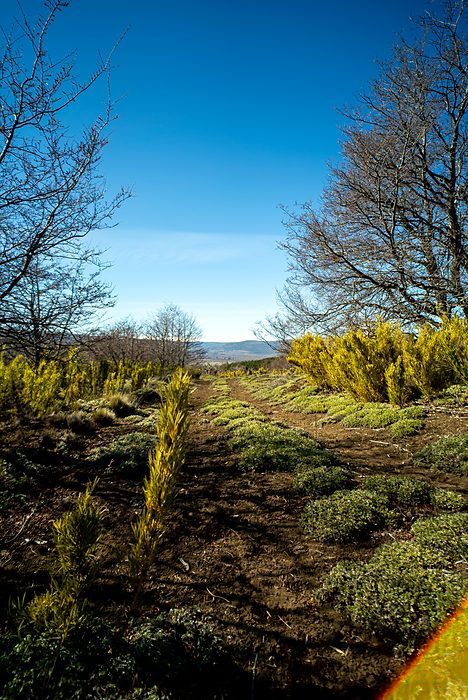 Un sendero entre árboles y vegetación.