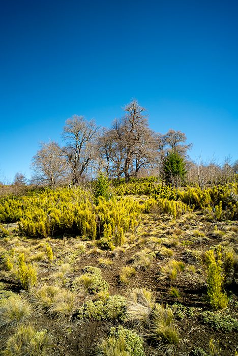 Árboles y vegetación de altura.