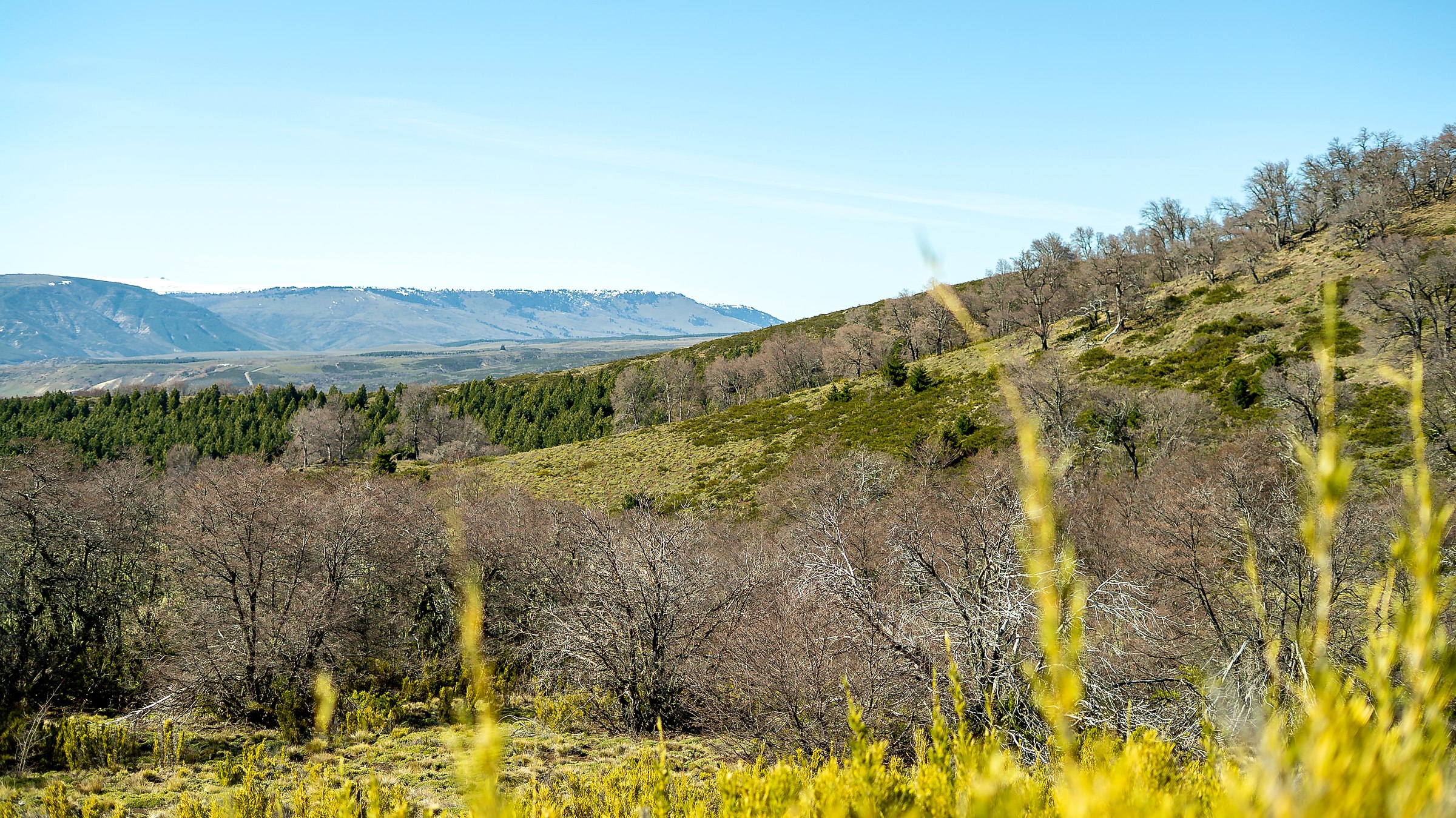 Bosque y vegetación de La Mariposa, con vista al valle de Lonquimay