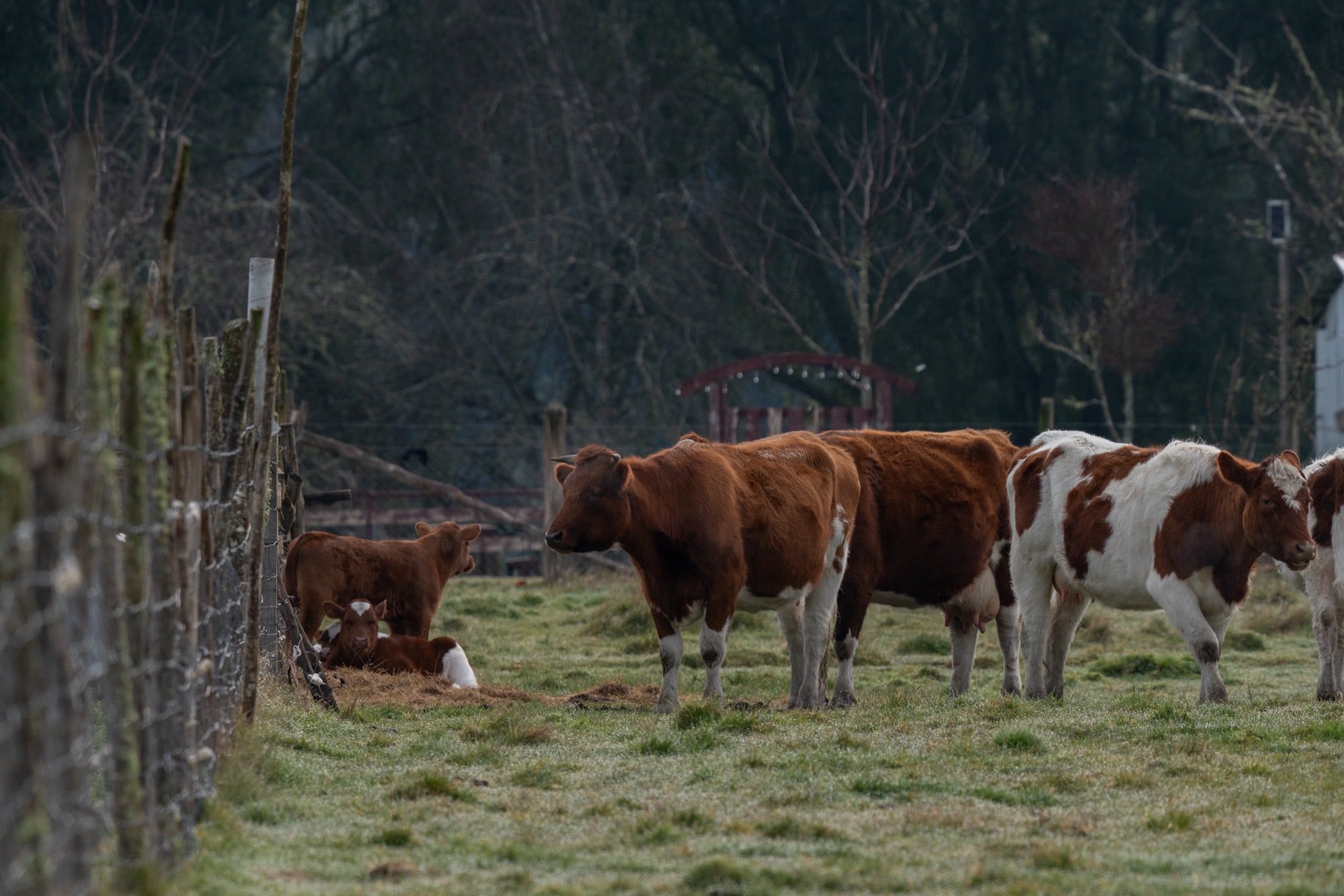 Ganado en el campo